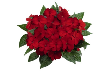 Tamarinda Dark Red Variety Thumbnail.jpg